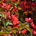 Begonia x semperflorens 'Dragon Wing rouge'